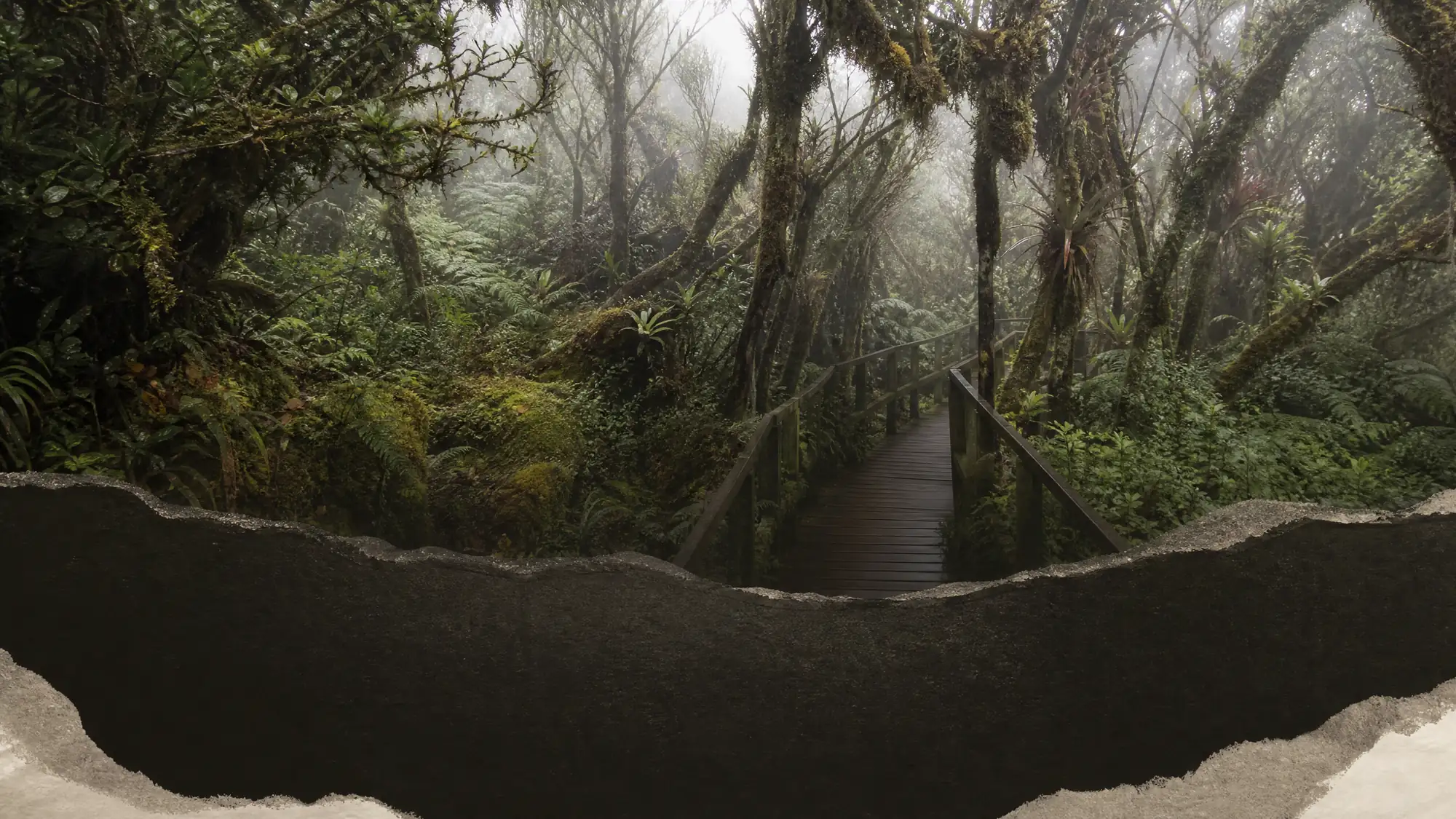 This dense, high-elevation montane cloud forest sits on Mount Brinchang. Visitors explore the misty ecosystem via an elevated wooden boardwalk.