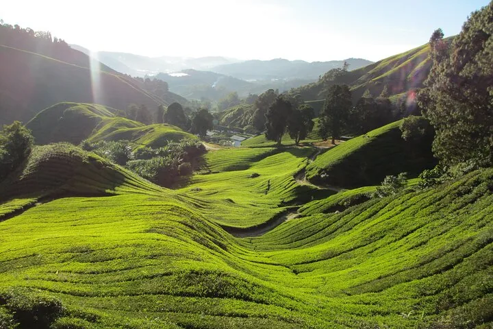 Vast green tea plantation rolling hills under bright sunlight