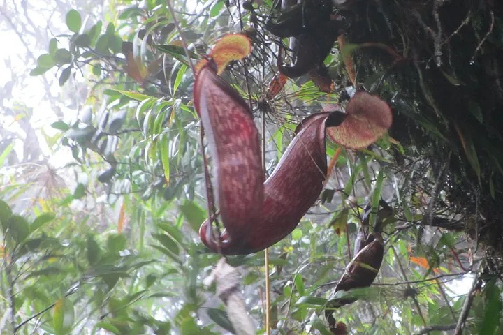 Close-up of a pitcher plant in a misty forest