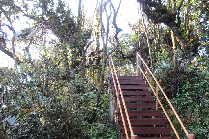 Wooden staircase leading up through a dense mossy forest