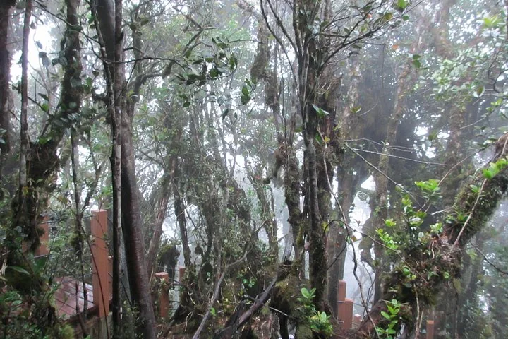 Moss-covered trees and a wooden walkway in a forest