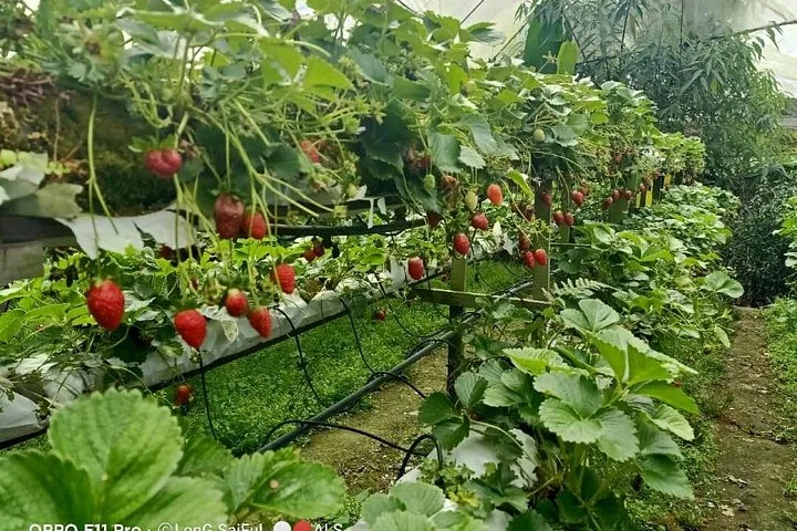Rows of fresh strawberries growing in a greenhouse farm