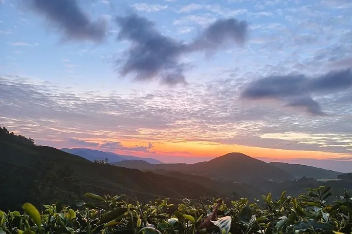 Sunrise over misty mountains and a tea plantation