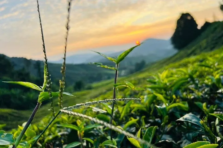 Close-up of tea leaves with sunrise and mountains behind